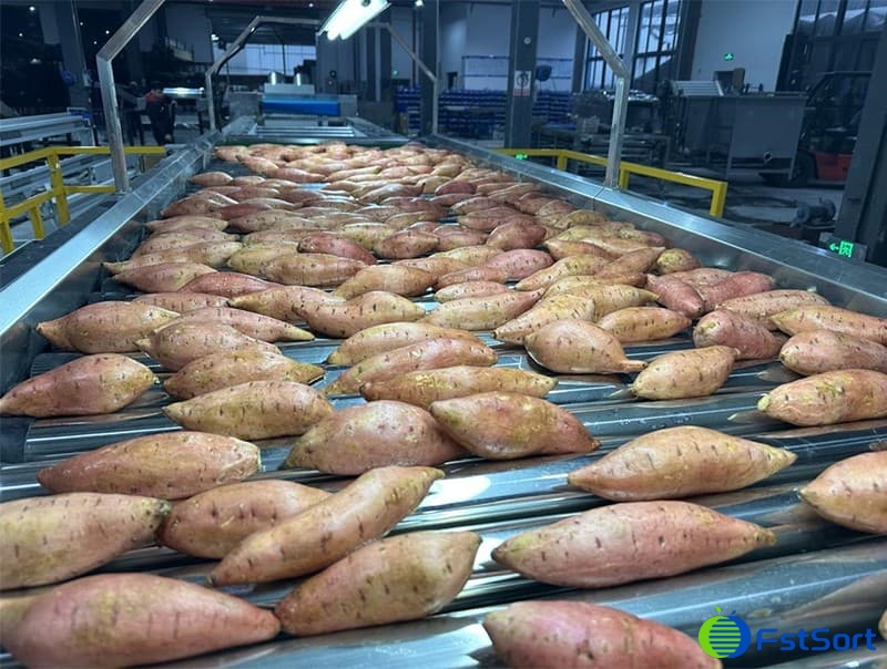 images/1704785328392Batatas norteamericanas.jpg